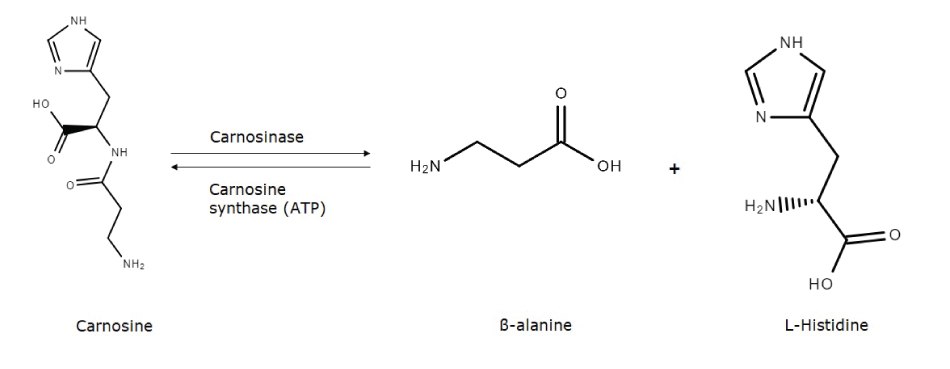 Carnosine metabolic pathway The metabolic pathway between carnosine, -alanine, and L-histidine