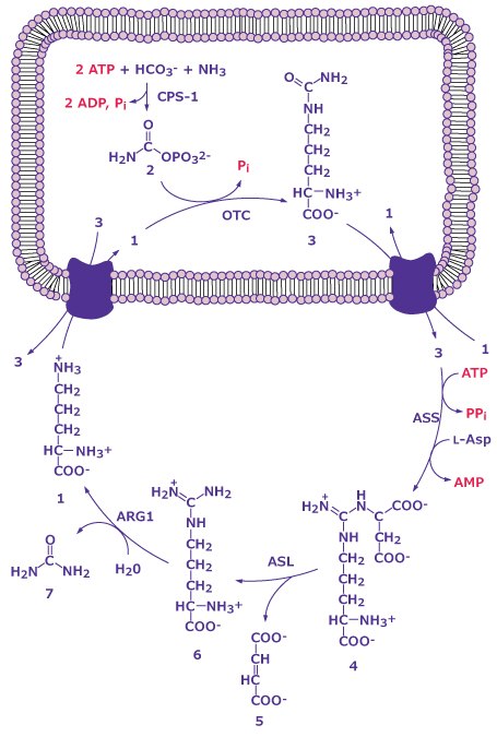 L-ornithine function in urea cycle The reactions of the urea cycle
