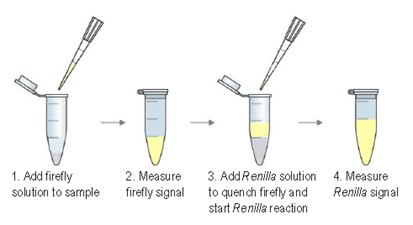 Assay Steps Assay Steps
