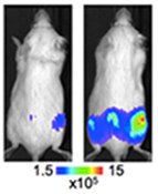 Bioluminescence imaging Bioluminescence imaging