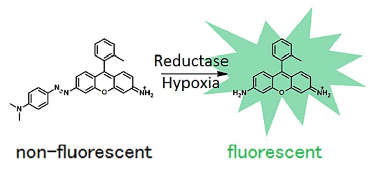 biotracker-hypoxia-dye-mechanism BioTracker hypoxia dye mechanism.
