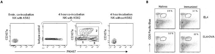 cell-tracking-figure-2 Tracking membrane acquisition from tumor targets by NK and CD8 effector cells