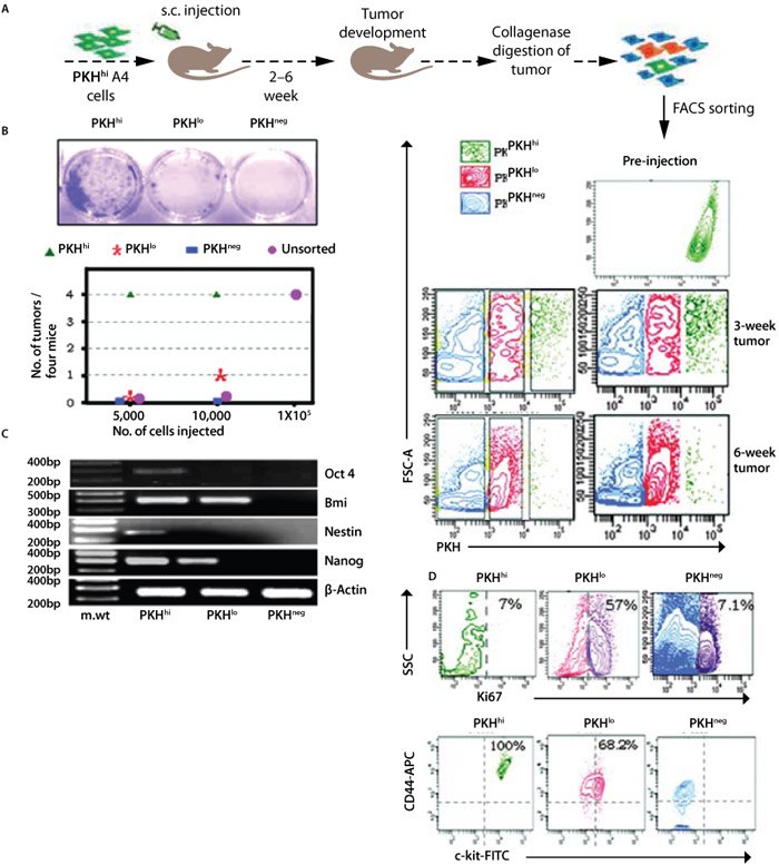 cell-tracking-figure-4 Tracking human ovarian cancer stem cells