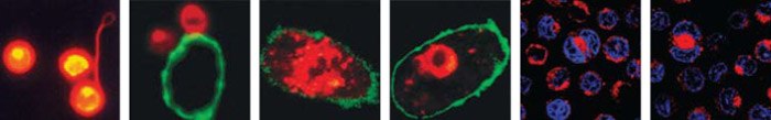 cell-tracking-header Cell Tracking - Lipophilic Memebrane Dyes