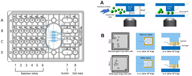 The Trap plates utilize a 4-chamber cell culture plate designed to maintain cells within a single focal plane during live cell imaging experiments. This plate enables real-time imaging of 12 µm-sized suspension cells at single cell resolution with precise environmental control. cellasic® onix m04t pad trap plate design.