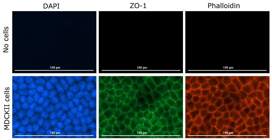MDCK II Imaging on Millicell® Clear 1.0 μm Inserts Fluorescence imaging of MDCK II cells grown on Millicell® 1.0 μm clear inserts