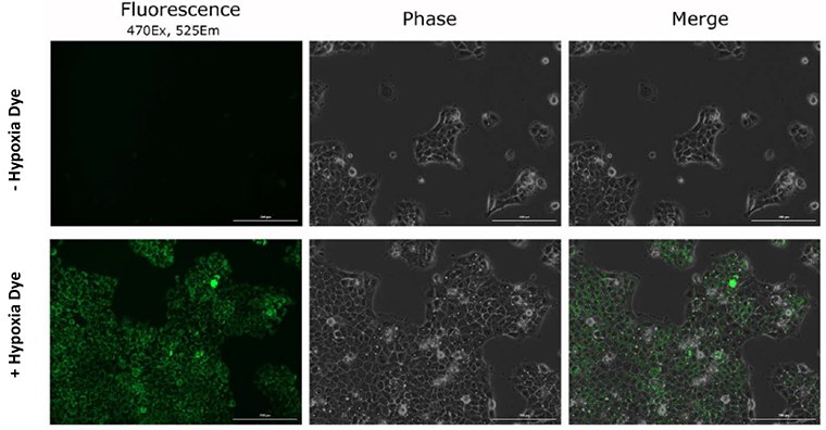 Microsoft Word - Apoptosis Hypoxia Tech Article Nick Dye specificity of hypoxia in live cancer cells.