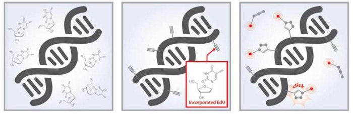 Edu-Click cell proliferation kits Edu-Click cell proliferation kits