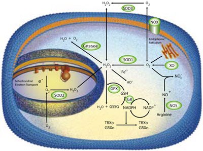 Multiple enzymatic scavengers are utilized by the cell to limit damage from reactive oxygen species. These scavengers include members of the superoxide dismutase (SOD) family, catalase, and glutathione peroxidase. Enzymatic Scavengers