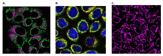 Live Cell Fluorescent Organelle Dyes and Stains Live cell imaging of cellular mitochondria.