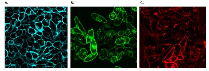 Live Cell Fluorescent Organelle Dyes and Stains Live cell imaging of cellular lysosomes.