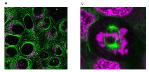 Live Cell Fluorescent Organelle Dyes and Stains Live cell imaging of the cytoskeleton.