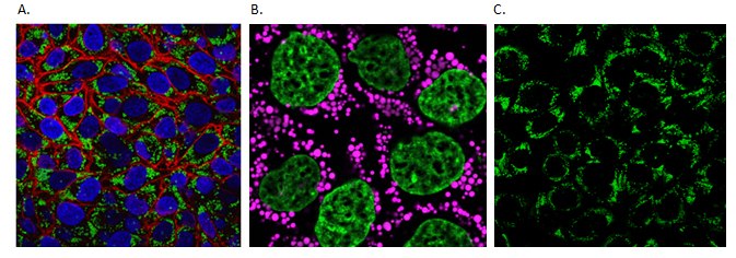 Live Cell Fluorescent Organelle Dyes and Stains Live cell imaging of cellular lipids
