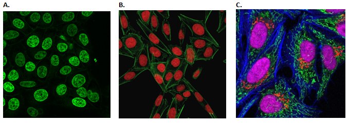 Live Cell Fluorescent Organelle Dyes and Stains Live cell imaging of the cellular nucleus