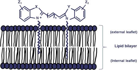 Staining mechanism Staining mechanism