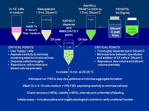 General membrane labeling protocol for PKH26, PKH67 and CellVue Claret General membrane labeling protocol for PKH26, PKH67 and CellVue Claret