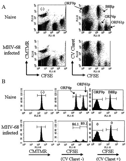 Color coding of target populations allows simultaneous comparison of in vivo CTL cytotoxicity against multiple epitopes in a single mouse Color coding of target populations