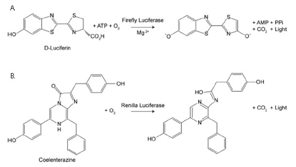 Firefly vs. Renilla Luciferase. Bioluminescent reactions catalyzed by firefly luciferase and Renilla luciferase. Firefly vs. Renilla Luciferase. Bioluminescent reactions catalyzed by firefly luciferase and Renilla luciferase.