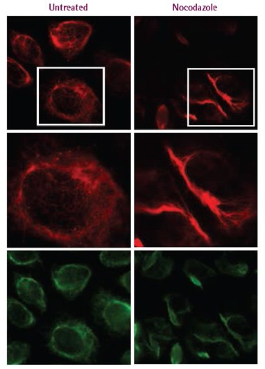 Fluorescent protein expression and co-localization with fluorescent antibody staining. HeLa cells were transduced with TagRFP-vimentin biosensors at an MOI of 20, and 72 h later, either left untreated or treated with 25 μM nocodazole. Cells were subsequently fixed, immunostained with an anti-vimentin antibody, and imaged by wide-field microscopy. Untreated cells displayed a filamentous vimentin network, in contrast to a clumped perinuclear distribution in cells treated with nocodazole. In both cases, the fluorescently tagged protein (top and middle rows) colocalized with staining obtained with anti-vimentin antibody (bottom row). Fluorescent protein expression