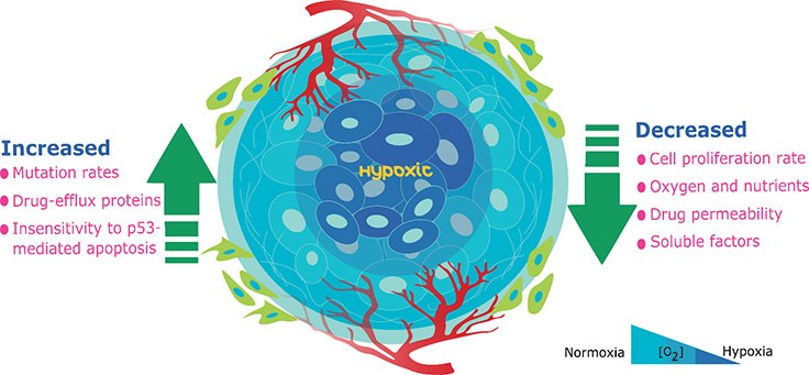 hypoxic-tumor-microenvironment The hypoxic tumor microenvironment