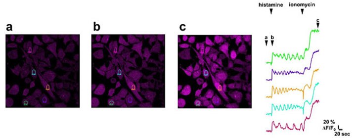 Imaging of calcium flux in cancer cells. BioTracker 609 Red Ca<sup>2+</sup> AM Dye (SCT021) loaded HeLa cells <b>(A)</b> were stimulated with 1 μM of histamine <b>(B)</b> to induce calcium oscillation. 3 minutes later, the cells were also stimulated with 5 μM of ionomycin <b>(C)</b> to induce calcium influx to the cytoplasm. Imaging of calcium flux in cancer cells