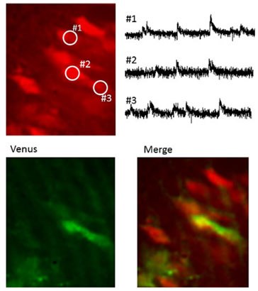 Imaging of calcium flux in mouse cranial nerves. BioTracker 664 NIR Ca<sup>2+</sup> AM Dye (SCT023) was added to a mouse brain slice in which a fraction of neurons expressed Venus (a mutant of YFP) and live Ca<sup>2+</sup> imaging was analyzed. Ca<sup>2+</sup> is shown as red color and Venus is shown green. Fluorescent signal is was visualized as transient elevation of intracellular Ca<sup>2+</sup> concentration associated with Ca<sup>2+</sup> spark of cranial nerves. Due to its near-infared fluorescence, various multicolor imaging is possible including GFP reporters and other green live cell dyes. Imaging of calcium flux in mouse cranial nerves.