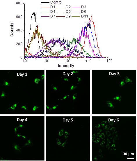 To demonstrate the capability of the LuminiCell Tracker™-540 Cell Labeling Kit, HeLa cells were incubated with LuminiCell Tracker™ 540 at a concentration of 4 nM for 4 h, after which the incubation solution was discarded, and the cells were further subcultured for several days. The LuminiCell Tracker™ 540 showed very high labelling efficiency of nearly 100% at 1st day after incubation, which is still above 90% on the 5th day post-incubation. At 10th day post incubation, the distinguishable fluorescence from labelled cells could still be observed, indicating the excellent cell tracking ability of LuminiCell Tracker-540™ Cell Labeling Kit. In Vitro Cancer Cell Tracking with LuminiCell Trackers