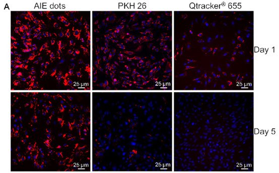 A) AIE dots labelling enables enhanced long-term tracking of adipose mesenchymal stem cells <i>in vitro</i> (A) ADSCs labelled with AIE dots, PKH26 as well as Qtracker<sup>®</sup> 655 and then subcultured for 1 and 5 days, respectively. In Vitro Stem Cell Tracking with LuminiCell Trackers™