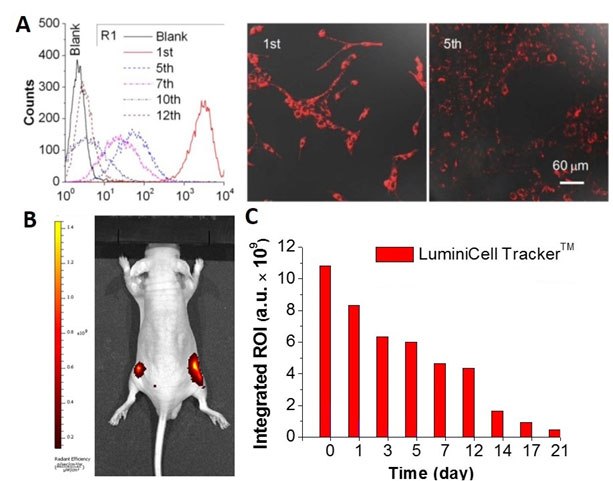 A) <i>In vitro</i> tracking of MCF-7 cancer cells with LuminiCell Tracker™-670 Cell Labeling Kit. B) Representative <i>in vivo</i> fluorescence image of mouse subcutaneously injected with 1 × 10<sup>6</sup> of MCF-7 cells immediately after labelling by 2 nM LuminiCell Tracker™ 670. C) The graph shows the integrated fluorescence intensity at the tumor sites over the total tracking period of 21 days. In Vivo Cancer Cell Tracking with LuminiCell Trackers™