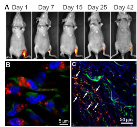 A) <i>In vivo</i> long-term tracking of ADSCs. B) Confocal image of ischemic hind limb slice from mice after administration of LuminiCell Tracker™ 670 labelled ADSC-containing Matrigel for 30 days. C) Representative CD31-staining CLSM images of the ischemic hind limb slices from mice treated with LuminiCell Tracker™ 670 labelled ADSC-containing Matrigel for 42 days, the white arrows indicate the overlay yellow or orange fluorescence. In Vivo Stem Cell Tracking with LuminiCell Trackers™