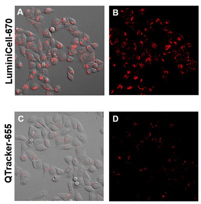 LuminiCell Trackers™ are non-toxic to cells and produce brighter fluorescence signals compared to traditional Quantum Dot based technologies. HeLa cells were plated at 500K cells per well of a 6-well plate overnight. On the next day, 4 nM LuminiCell Tracker™ 670 or Qtracker<sup>®</sup> 655 were added and incubated for 4 hours and then imaged at Day 1. Live Cell imaging with LuminiCell Tracker™ nanoparticles