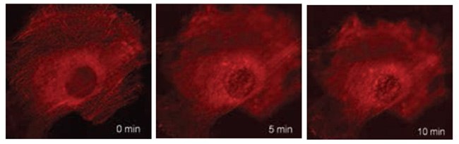 Live cell time-lapse imaging of β-actin lentivirally-transduced cells. REF-52 cells were lentivirally transduced with TagRFP-β-actin biosensors, and imaged by oil-immersion widefield microscopy in real time. The cells were dosed with 2 μM cytochalasin D, and imaging was immediately initiated, with images obtained every 30 s for 30 min. Still-frame captures demonstrated transition of fine filamentous organization to a granular pattern in the vicinity of the nucleus, and diffuse distribution at the cellular periphery. Live cell time-lapse imaging of β-actin