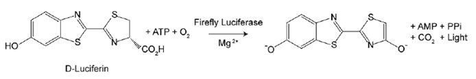 Luciferase assay principle. Bioluminescent reaction catalyzed by firefly luciferase produces light. Luciferase assay principle. Bioluminescent reaction catalyzed by firefly luciferase produces light.