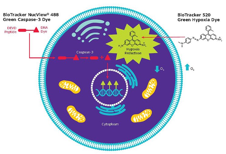 The BioTracker NucView<sup>®</sup> 488 green caspase-3 dye consists of a fluorogenic DNA dye coupled to the caspase-3/7 DEVD recognition sequence. The dye, which is initially non-fluorescent, penetrates the plasma membrane and enters the cytoplasm. In apoptotic cells, caspase-3/7 cleaves the substrate, releasing the high-affinity DNA dye, which migrates to the cell nucleus and stains DNA with bright green fluorescence. Reductive cleavage of the azo base in the BioTracker 520 green hypoxia dye occurs under hypoxic conditions generating 2Me RG which emits bright green fluorescence. Lower oxygen levels (more severe hypoxic conditions) lead to greater fluorescence intensities. Mechanism of BioTracker live cell fluorescent apoptosis and hypoxia dyes.