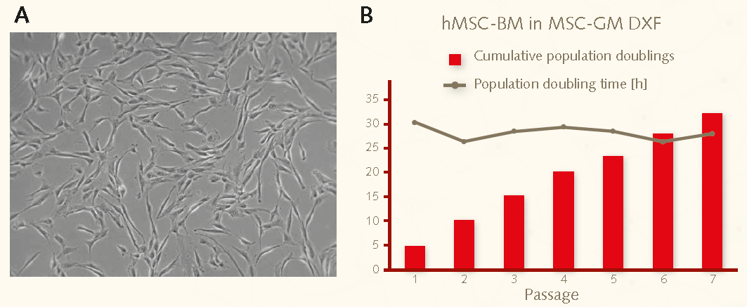 mesenchymal-stem-cell-self-renewal Growth performance of bone marrow derived hMSCs on fibronectin coated plastic