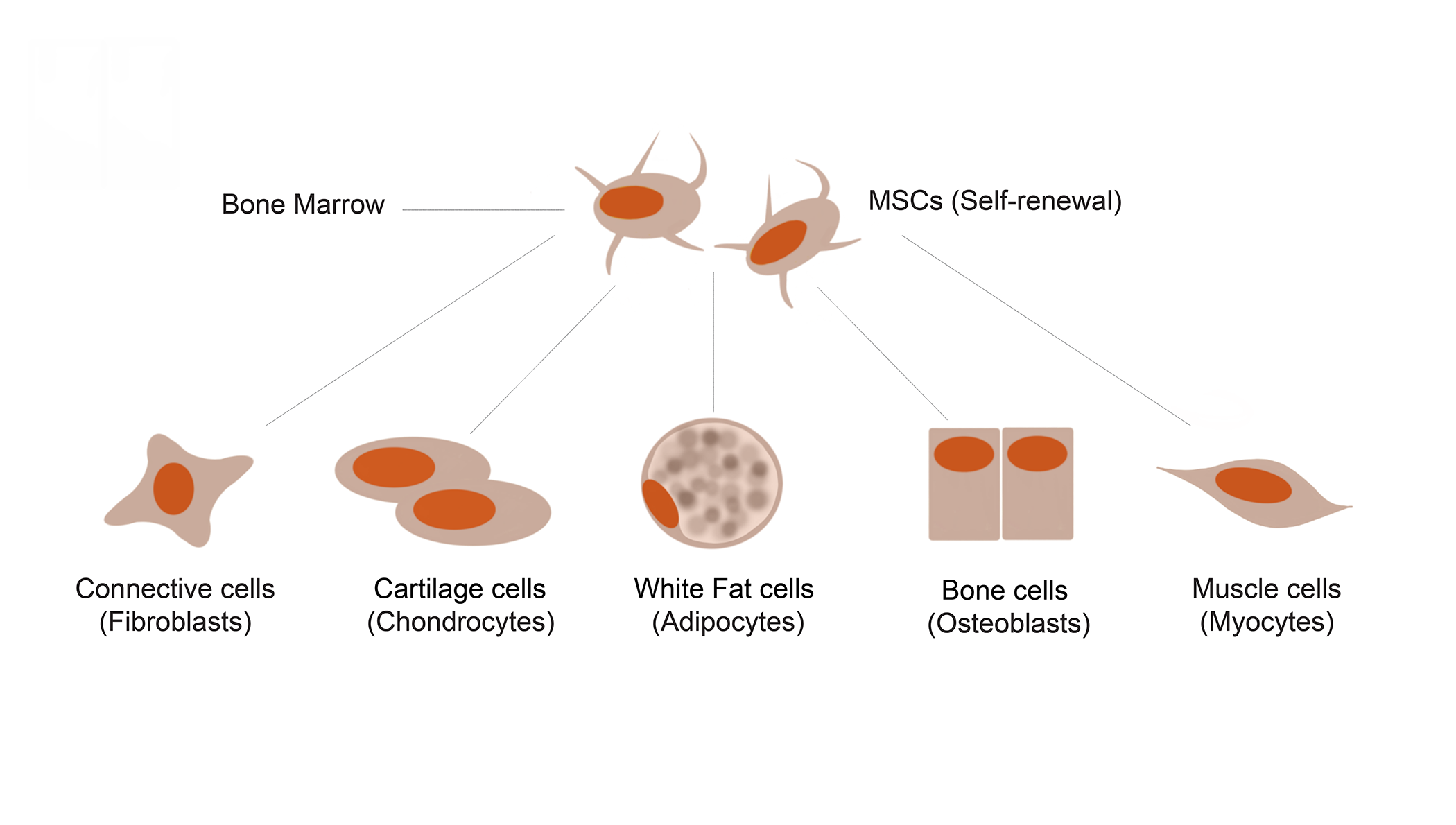 Mesenchymal Stem Cell Markers mesenchymal stem cells