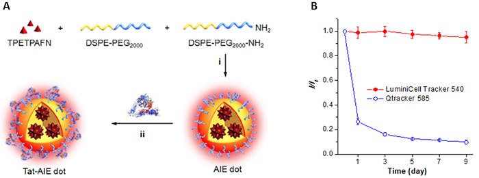 A) Fabrication of LuminiCell Tracker™ nanoparticles includes encapsulation of the fluorescent TPETPAFN AIE molecules within a DSPE-PEG200 outer shell with attached cell permeable TAT sequences; i) self-assembly and ii) bioconjugation. B) Physical stability comparison between LuminiCell Trackers™ and commercial Qtracker<sup>®</sup> when both were incubated in 1X PBS at 37 °C for 0 to 9 days. Physical characteristics of LuminiCell Tracker fluorescent nanoparticles