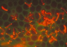 Plasmodium Stained with PKH26 Plasmodium Stained