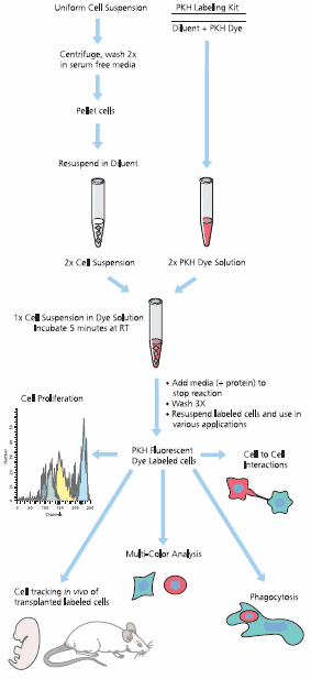 standard Standard protocol for PKH dye labeling