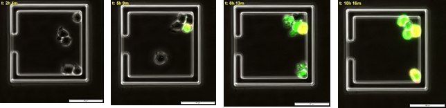 Apoptotic jurkat cells begin to emit caspase mediated green fluorescence around 3 hours post CD-95 antibody incubation followed by Annexin V mediated red fluorescence at 8 hours. Double labelled cells are appear yellow. Time course of multiple apoptotic events in live immune cells.