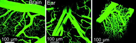 The LuminiCell Tracker™-540 Vascular Labelling Kit allows for in vivo fluorescent blood vessel imaging in mouse brain and ear tissue. The kit contains green fluorescent AIE Dot nanoparticles without TAT sequences. These nanoparticles can be used to fluorescently tag vasculature in living tissues and animals for studies of inflammation and vascular leakage. Vascular labelling experiments.