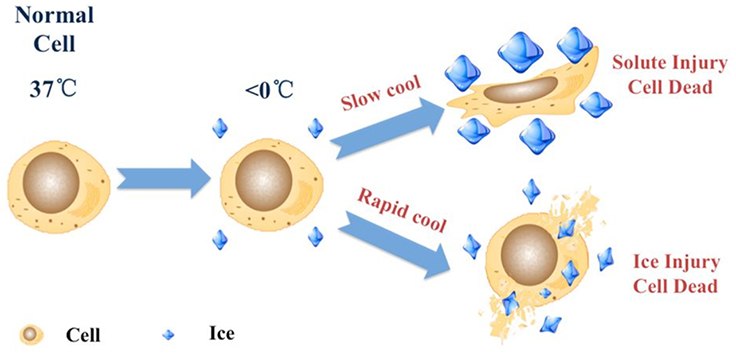 Cell cryopreservation mechanism. Cryoprotectants, such as DMSO or glycerol, may be added to cell culture media as a cryoprotectant for cells. DMSO reduces ice crystal formation and thereby prevents cell death during the freezing process. Approximately 10% v/v may be used with a slow-freeze method (decreasing the temperature approximately 1°C per minute) and the cells may be frozen at −80 °C (−112 °F) or stored in liquid nitrogen for extended periods of time. Cell cryopreservation mechanism
