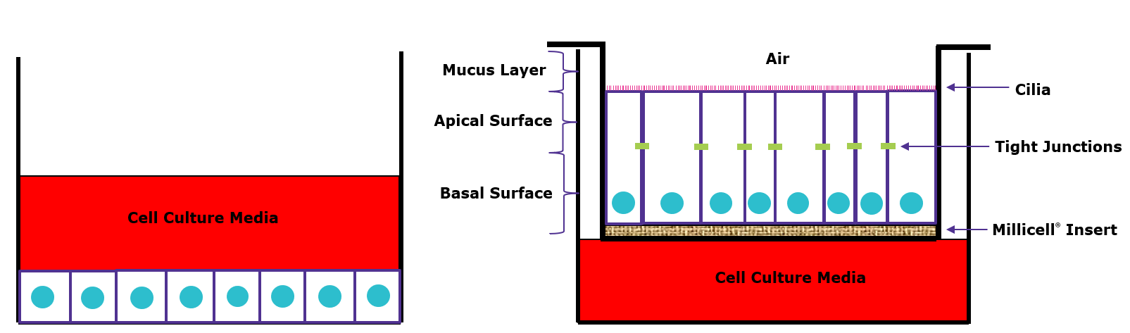 Using Immortalized 16HBE14o- Human Bronchial Epithelial Cell Lines to Model Respiratory Lung Diseases Air-liquid interface (ALI) culture
