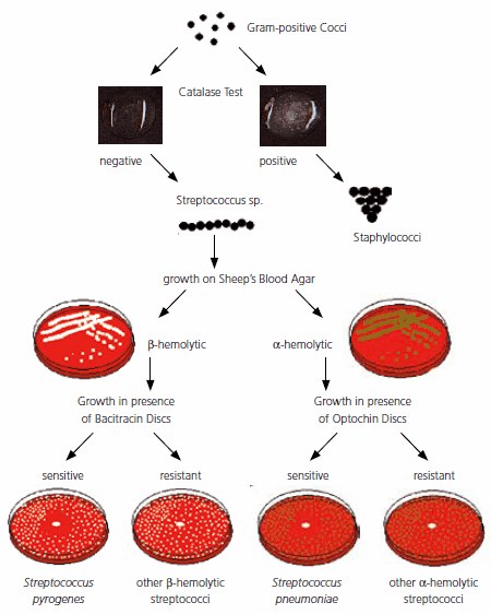 Differentiation and identification flow chart of Gram-positive cocci Pneumococci