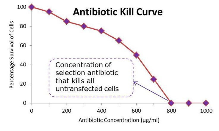 Mock Antibiotic Kill Curve Mock antibiotic kill curve. horizontal axis is antibiotic concentration at micrograms per milliliter and vertical axis is the percentage survival of cells. As the antibiotic concentration increases the percentage survival of cells decreases until at 800 micrograms per milliliter it reaches the 0 percent survival. This is the concentration of selection antibiotic that kills all untransfected cells.