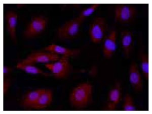 : <a href="/product/sigma/G0422">Cat. No. G0422</a>: Immunofluorescence of HUVEC cells using GPI (211-225) (RB), <a href="/product/sigma/G0422">Cat. No. G0422</a> (red) at a 1:50 dilution, taken at 40× magnification and nuclear staining with Hoescht 33342 (blue). Yale HTCB IF procedure used. Anti-GPI (211-225)