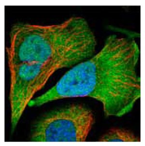 : <a href="/product/sigma/HPA024305">Cat. No. HPA024305</a>: Immunofluorescent staining of human cell line U-2 OS shows positivity in nucleus but not nucleoli, plasma membrane, nor cytoplasm. Anti-GPI