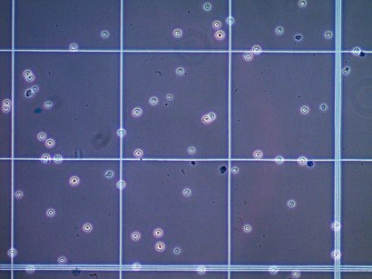 Cell Counting Using a Hemocytometer and Trypan Blue. Cell Counting Using a Hemocytometer and Trypan Blue