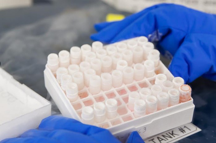 Cell line identity and authentication Cell line identity and authentication
