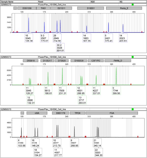 Cell line authentication is often confirmed using short tandem repeat (STR) analysis which measures the exact number of repeating nucleotides in a row on the DNA strand. Here, the 16HBE14o- Human Bronchial Epithelial Cell Line (<a href="/product/mm/scc150">SCC150</a>) was STR profiled to confirm cell identity. Cell line authentication
